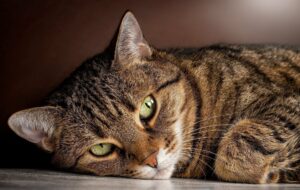 Подробнее о статье Манчкин: кошки с короткими лапами
