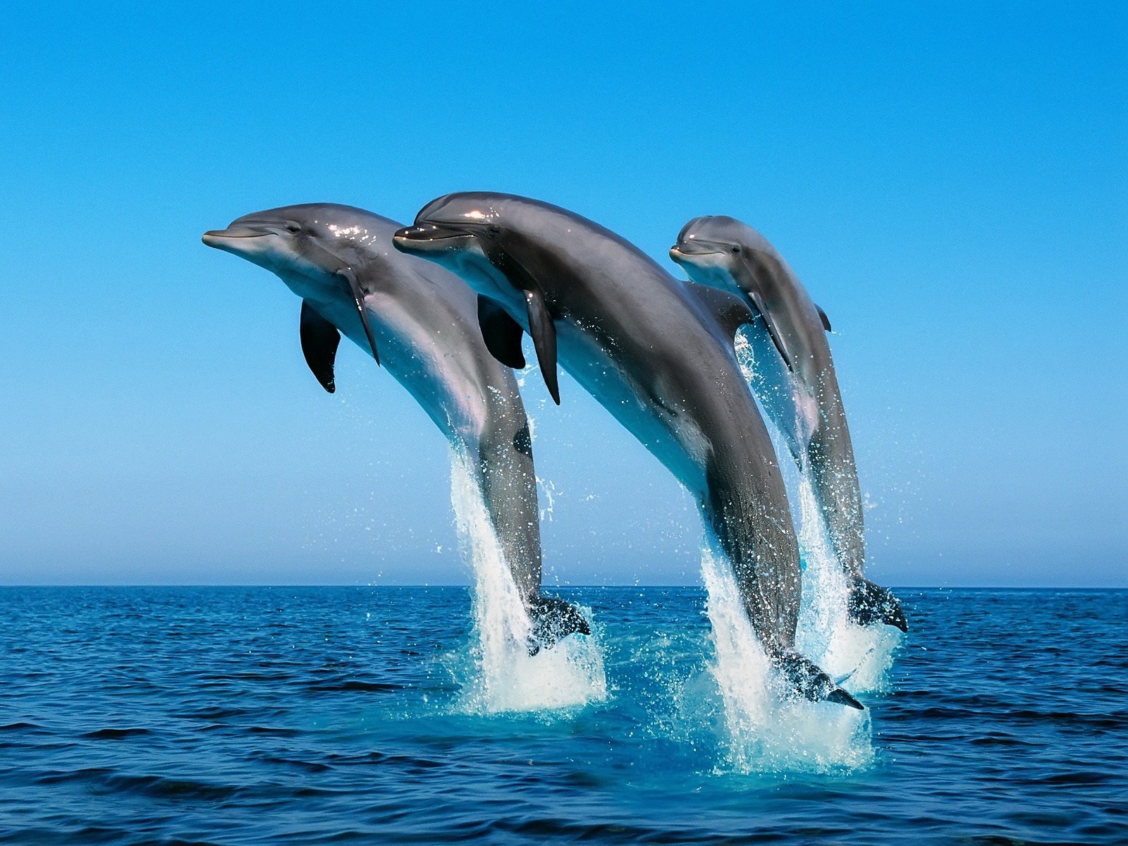 Подробнее о статье Веселые факты о дельфинах