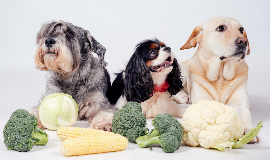 Вы сейчас просматриваете Овощи в рационе собаки: безопасные, полезные и вредные для собак овощи | zveridoma.com