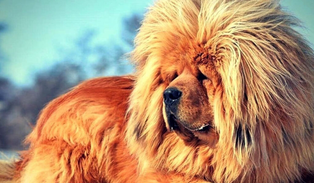 Вы сейчас просматриваете Самые дорогие собаки в мире — субъективный рейтинг | Pet7