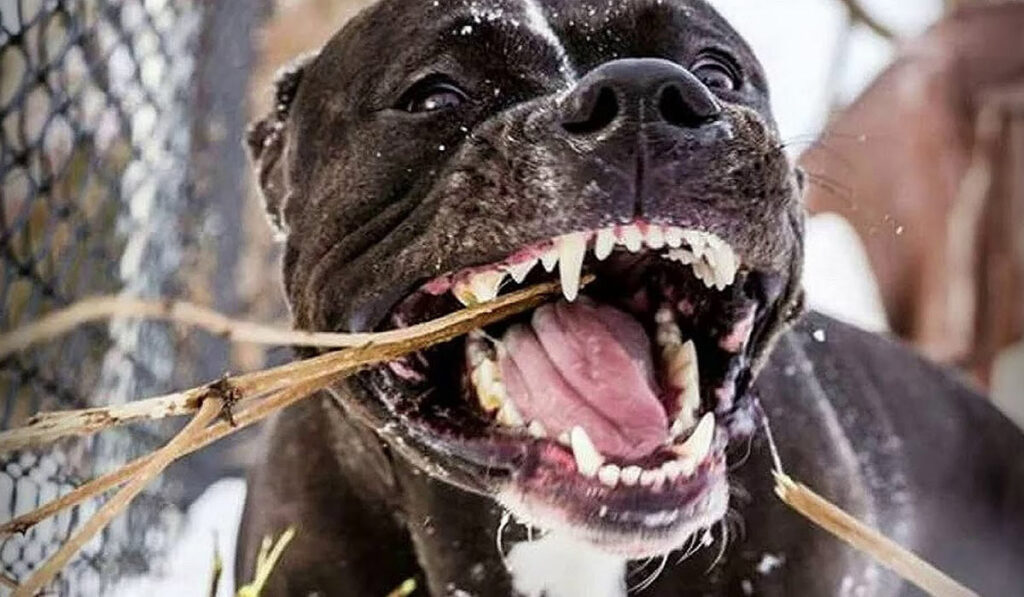 Подробнее о статье ТОП-10 самыз бойцовских пород собак с фото и видео | Pet7