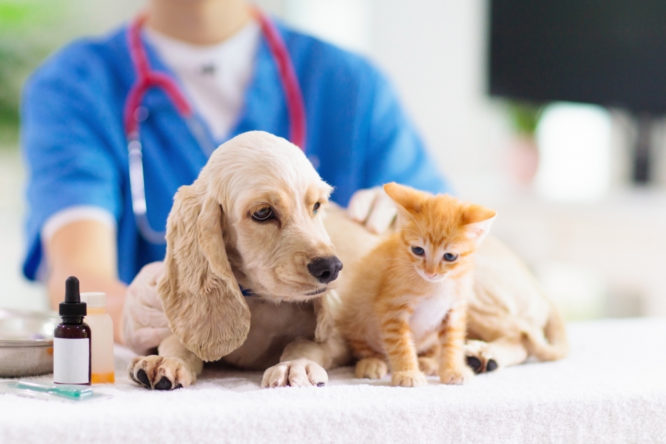 Вы сейчас просматриваете Как выбрать ветеринарную клинику: практические советы | zveridoma.com