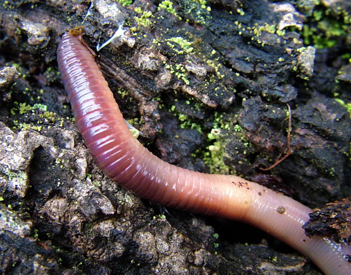 Вы сейчас просматриваете Дождевые черви (Lumbricina) — Животные и природа