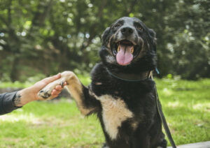 Подробнее о статье Дворняжка или породистая собака: кто лучше? | Pet7.ru