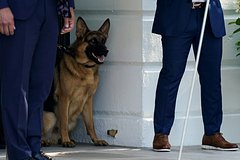 Подробнее о статье Собака Байдена покусала несколько агентов Секретной службы США
