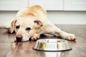 Подробнее о статье Как и чем кормить щенка лабрадора-ретривера | Pet7