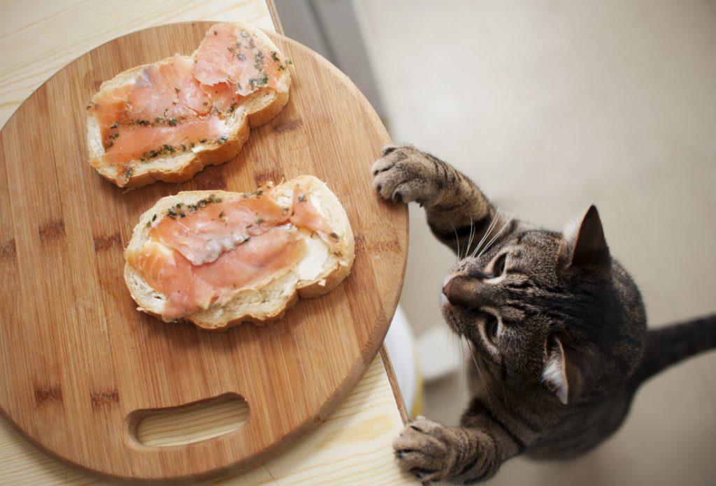 Подробнее о статье Чем кормить котенка 🐈 в зависимости от возраста | Pet7