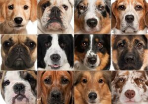 Подробнее о статье Породы собак с фотографиями и названиями: какую породу выбрать