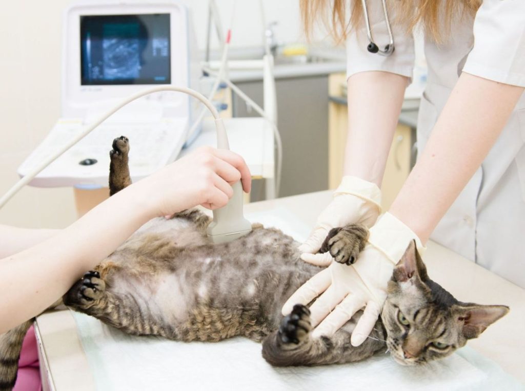 Подробнее о статье Стерилизация и кастрация кошек 🐈 Виды, подготовка | Pet7