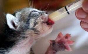 Подробнее о статье Как кормить маленького котенка — инструкция | Pet7