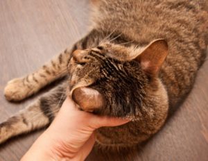 Подробнее о статье Лишай у кошки: что это за болезнь и как ее вылечить | Pet7