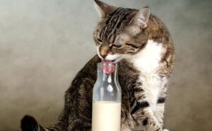 Подробнее о статье Можно ли котятам и взрослым кошкам молоко | Pet7