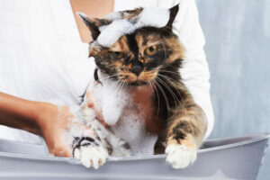 Подробнее о статье Как мыть кошку 🐈 Подробная инструкция с фото и видео | Pet7
