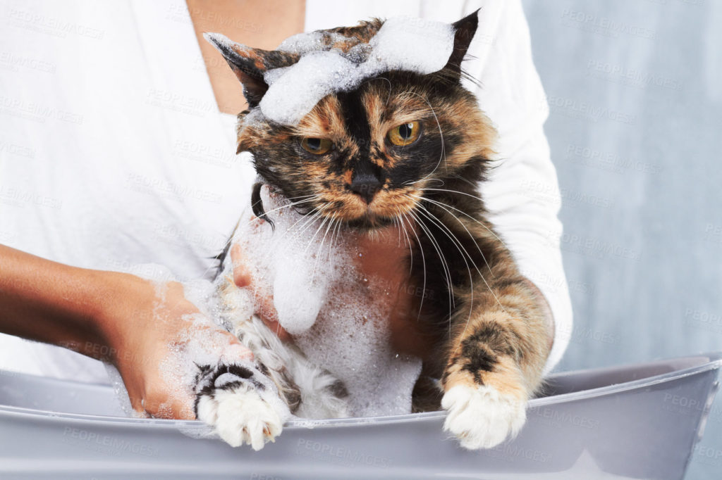 Вы сейчас просматриваете Как мыть кошку 🐈 Подробная инструкция с фото и видео | Pet7
